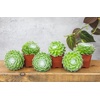 image:imageAltman Plants Succulents Plants Live 2 Sempervivum Cobweb Buttons 6Pack Outdoor Garden Decor Succulent Plant Kit Live Succulents Plants Terrarium Live Plants Indoor Plants Live Houseplants
