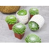 image:imageAltman Plants Succulents Plants Live 2 Sempervivum Cobweb Buttons 6Pack Outdoor Garden Decor Succulent Plant Kit Live Succulents Plants Terrarium Live Plants Indoor Plants Live Houseplants