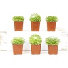 image:imageAltman Plants Succulents Plants Live 2 Sempervivum Cobweb Buttons 6Pack Outdoor Garden Decor Succulent Plant Kit Live Succulents Plants Terrarium Live Plants Indoor Plants Live Houseplants