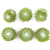 image:imageAltman Plants Succulents Plants Live 2 Sempervivum Cobweb Buttons 6Pack Outdoor Garden Decor Succulent Plant Kit Live Succulents Plants Terrarium Live Plants Indoor Plants Live Houseplants