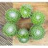 image:imageAltman Plants Succulents Plants Live 2 Sempervivum Cobweb Buttons 6Pack Outdoor Garden Decor Succulent Plant Kit Live Succulents Plants Terrarium Live Plants Indoor Plants Live Houseplants
