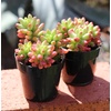image:imageAltman Plants Variegated Succulent Plant Collection 3PK Mini Succulents Colorful Succulent Plants Live Succulents Multicolor Succulents Variegated Live Plants amp House Plants in 35 Pots