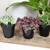 image:imageAltman Plants Variegated Succulent Plant Collection 3PK Mini Succulents Colorful Succulent Plants Live Succulents Multicolor Succulents Variegated Live Plants amp House Plants in 35 Pots
