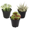image:imageAltman Plants Variegated Succulent Plant Collection 3PK Mini Succulents Colorful Succulent Plants Live Succulents Multicolor Succulents Variegated Live Plants amp House Plants in 35 Pots