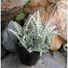 image:imageAltman Plants Variegated Succulent Plant Collection 3PK Mini Succulents Colorful Succulent Plants Live Succulents Multicolor Succulents Variegated Live Plants amp House Plants in 35 Pots