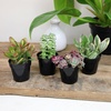 image:imageAltman Plants Variegated Succulent Plant Collection 4PK Mini Succulents Colorful Succulent Plants Live Succulents Multicolor Succulents Variegated Live Plants amp House Plants in 25 Pots