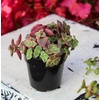 image:imageAltman Plants Variegated Succulent Plant Collection 4PK Mini Succulents Colorful Succulent Plants Live Succulents Multicolor Succulents Variegated Live Plants amp House Plants in 25 Pots