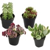 image:imageAltman Plants Variegated Succulent Plant Collection 4PK Mini Succulents Colorful Succulent Plants Live Succulents Multicolor Succulents Variegated Live Plants amp House Plants in 25 Pots