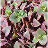 image:imageAltman Plants Variegated Succulent Plant Collection 4PK Mini Succulents Colorful Succulent Plants Live Succulents Multicolor Succulents Variegated Live Plants amp House Plants in 25 Pots