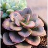 image:imageAltman Plants Variegated Succulent Plant Collection 4PK Mini Succulents Colorful Succulent Plants Live Succulents Multicolor Succulents Variegated Live Plants amp House Plants in 25 Pots