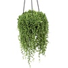 image:imageLive String of Pearls Succulent Plant Decor Hanging Basket Real Succulents amp Houseplants for Home or Office Senecio Rowleyanus Unique House Plants