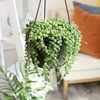 image:imageLive String of Pearls Succulent Plant Decor Hanging Basket Real Succulents amp Houseplants for Home or Office Senecio Rowleyanus Unique House Plants
