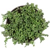 image:imageLive String of Pearls Succulent Plant Decor Hanging Basket Real Succulents amp Houseplants for Home or Office Senecio Rowleyanus Unique House Plants