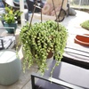 image:imageLive String of Pearls Succulent Plant Decor Hanging Basket Real Succulents amp Houseplants for Home or Office Senecio Rowleyanus Unique House Plants
