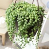 image:imageLive String of Pearls Succulent Plant Decor Hanging Basket Real Succulents amp Houseplants for Home or Office Senecio Rowleyanus Unique House Plants