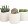 image:imageLoLite Haworthia Gasteria Cactus Mix Low Light Succulent Plant Decor Easy Plant Care Includes White Decorative Planters Assorted Varieties Live Succulents amp Houseplants for Plant Lovers