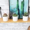 image:imageLoLite Haworthia Gasteria Cactus Mix Low Light Succulent Plant Decor Easy Plant Care Includes White Decorative Planters Assorted Varieties Live Succulents amp Houseplants for Plant Lovers