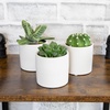 image:imageLoLite Haworthia Gasteria Cactus Mix Low Light Succulent Plant Decor Easy Plant Care Includes White Decorative Planters Assorted Varieties Live Succulents amp Houseplants for Plant Lovers