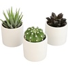 image:imageLoLite Haworthia Gasteria Cactus Mix Low Light Succulent Plant Decor Easy Plant Care Includes White Decorative Planters Assorted Varieties Live Succulents amp Houseplants for Plant Lovers