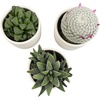 image:imageLoLite Haworthia Gasteria Cactus Mix Low Light Succulent Plant Decor Easy Plant Care Includes White Decorative Planters Assorted Varieties Live Succulents amp Houseplants for Plant Lovers