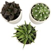 image:imageLoLite Haworthia Gasteria Cactus Mix Low Light Succulent Plant Decor Easy Plant Care Includes White Decorative Planters Assorted Varieties Live Succulents amp Houseplants for Plant Lovers