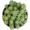 image:imageSedum Burrito Succulent Plant Decor Hanging Basket Real Succulents amp Houseplants for Home or Office Sedum Morganianum Donkey Tail Unique House Plants