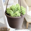 image:imageSedum Burrito Succulent Plant Decor Hanging Basket Real Succulents amp Houseplants for Home or Office Sedum Morganianum Donkey Tail Unique House Plants