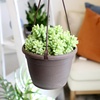 image:imageSedum Burrito Succulent Plant Decor Hanging Basket Real Succulents amp Houseplants for Home or Office Sedum Morganianum Donkey Tail Unique House Plants
