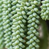 image:imageSedum Burrito Succulent Plant Decor Hanging Basket Real Succulents amp Houseplants for Home or Office Sedum Morganianum Donkey Tail Unique House Plants