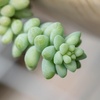 image:imageSedum Burrito Succulent Plant Decor Hanging Basket Real Succulents amp Houseplants for Home or Office Sedum Morganianum Donkey Tail Unique House Plants