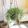 image:imageString of Bananas Succulent Plant Decor Hanging Basket Real Succulents amp Houseplants for Home or Office Senecio Radicans Unique House Plants