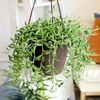 image:imageString of Bananas Succulent Plant Decor Hanging Basket Real Succulents amp Houseplants for Home or Office Senecio Radicans Unique House Plants