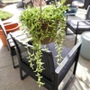 image:imageString of Bananas Succulent Plant Decor Hanging Basket Real Succulents amp Houseplants for Home or Office Senecio Radicans Unique House Plants