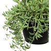 image:imageString of Bananas Succulent Plant Decor Hanging Basket Real Succulents amp Houseplants for Home or Office Senecio Radicans Unique House Plants