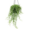 image:imageString of Bananas Succulent Plant Decor Hanging Basket Real Succulents amp Houseplants for Home or Office Senecio Radicans Unique House Plants