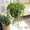 image:imageString of Bananas Succulent Plant Decor Hanging Basket Real Succulents amp Houseplants for Home or Office Senecio Radicans Unique House Plants