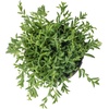 image:imageString of Bananas Succulent Plant Decor Hanging Basket Real Succulents amp Houseplants for Home or Office Senecio Radicans Unique House Plants