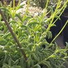 image:imageString of Dolphins Succulent Plant Decor Hanging Basket Real Succulents amp Houseplants for Home or Office Senecio Peregrinus Unique House Plants