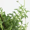 image:imageString of Dolphins Succulent Plant Decor Hanging Basket Real Succulents amp Houseplants for Home or Office Senecio Peregrinus Unique House Plants