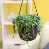 image:imageString of Raindrops Succulent Plant Decor Hanging Basket Real Succulents amp Houseplants for Home or Office Senecio Curio Unique House Plants