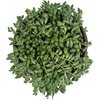 image:imageString of Raindrops Succulent Plant Decor Hanging Basket Real Succulents amp Houseplants for Home or Office Senecio Curio Unique House Plants