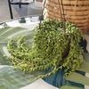 image:imageString of Raindrops Succulent Plant Decor Hanging Basket Real Succulents amp Houseplants for Home or Office Senecio Curio Unique House Plants