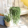 image:imageString of Raindrops Succulent Plant Decor Hanging Basket Real Succulents amp Houseplants for Home or Office Senecio Curio Unique House Plants