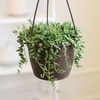 image:imageString of Raindrops Succulent Plant Decor Hanging Basket Real Succulents amp Houseplants for Home or Office Senecio Curio Unique House Plants