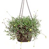 image:imageString of Rubies Live Succulent Purple Ruby Necklace Trailing Succulent Plant Decor Othonna Capensis 6 in Hanging Basket Unique House Plants LowMaintenance Houseplants Easy Plant