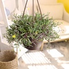 image:imageString of Rubies Live Succulent Purple Ruby Necklace Trailing Succulent Plant Decor Othonna Capensis 6 in Hanging Basket Unique House Plants LowMaintenance Houseplants Easy Plant
