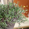 image:imageString of Rubies Live Succulent Purple Ruby Necklace Trailing Succulent Plant Decor Othonna Capensis 6 in Hanging Basket Unique House Plants LowMaintenance Houseplants Easy Plant
