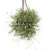 image:imageString of Rubies Live Succulent Purple Ruby Necklace Trailing Succulent Plant Decor Othonna Capensis 6 in Hanging Basket Unique House Plants LowMaintenance Houseplants Easy Plant