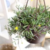 image:imageString of Rubies Live Succulent Purple Ruby Necklace Trailing Succulent Plant Decor Othonna Capensis 6 in Hanging Basket Unique House Plants LowMaintenance Houseplants Easy Plant