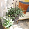 image:imageString of Rubies Live Succulent Purple Ruby Necklace Trailing Succulent Plant Decor Othonna Capensis 6 in Hanging Basket Unique House Plants LowMaintenance Houseplants Easy Plant
